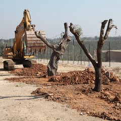 Alberi espiantati sulla provinciale per Andria