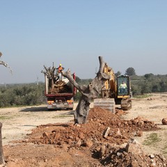 Alberi espiantati sulla provinciale per Andria