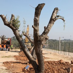 Alberi espiantati sulla provinciale per Andria