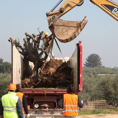 Alberi espiantati sulla provinciale per Andria