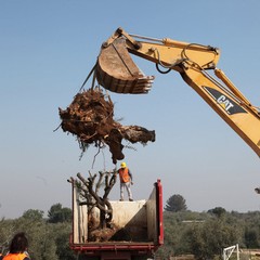 Alberi espiantati sulla provinciale per Andria