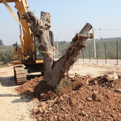 Alberi espiantati sulla provinciale per Andria