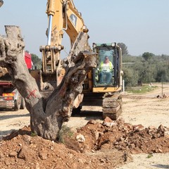 Alberi espiantati sulla provinciale per Andria