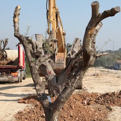 Alberi espiantati sulla provinciale per Andria