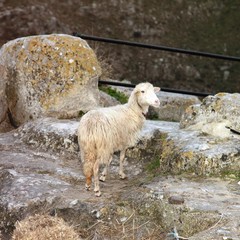 Presepe vivente nei Sassi di Matera