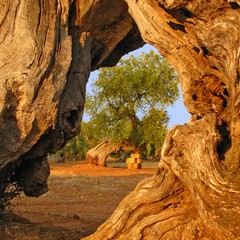 Ulivi secolari in Salento