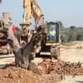 Alberi espiantati sulla Trani-Andria