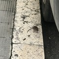 Avvistato topo in via Alvisi, la segnalazione